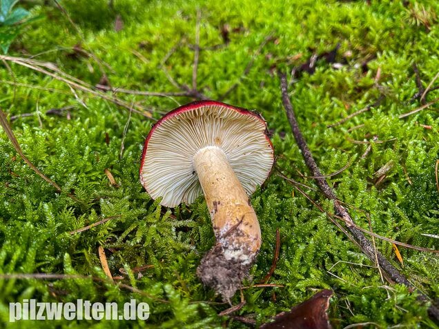 Lederstieltäubling, Russula viscida
