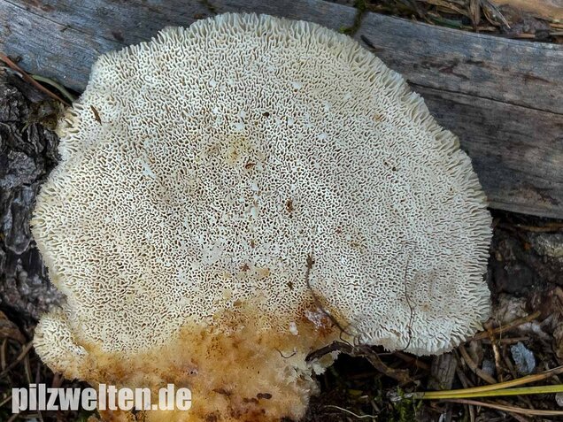 Nördlicher Porling, Climacocystis borealis