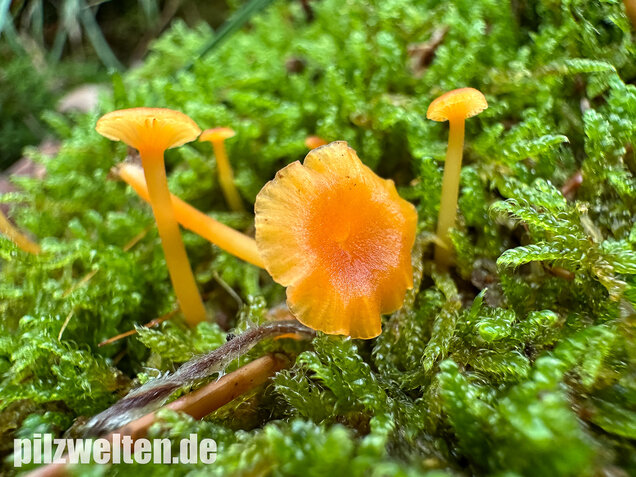 Orangeroter Heftelnabeling, Gelber Moosnabeling, Rickenella fibula