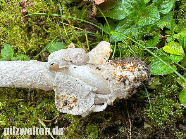 Pappelstreifling, Amanita simulans Contu