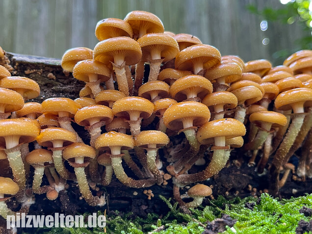 Stockschwämmchen, Kuehneromyces mutabilis