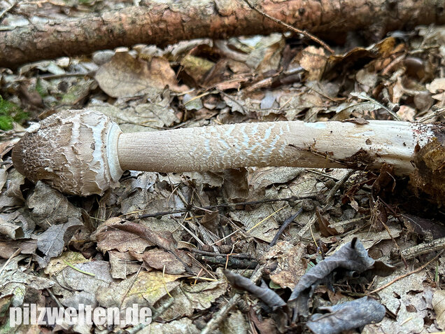 Riesenschirmling, Parasol, Macrolepiota procera