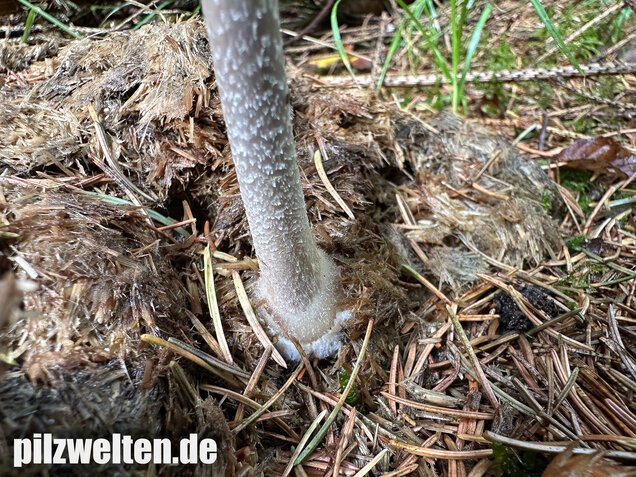 Ringdüngerling, Beringter Düngerling, Panaeolus semiovatus