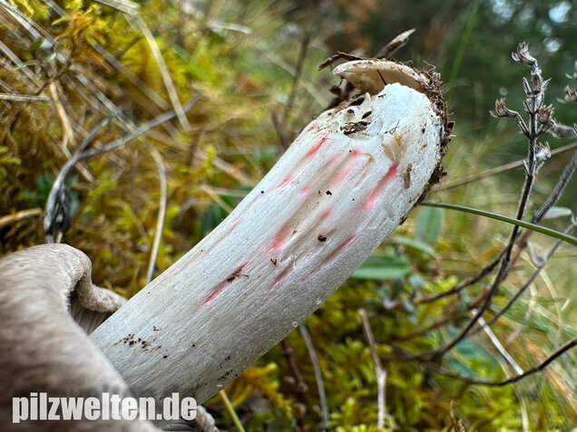 Rötender Erdritterling, Tricholoma orirubens