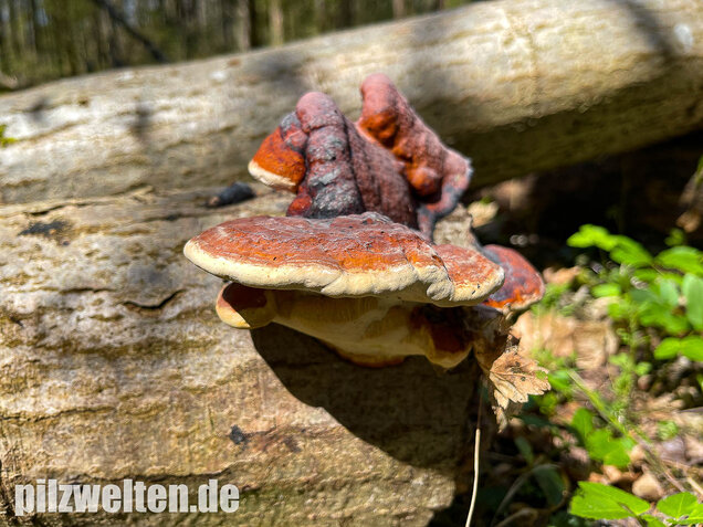 Rotrandiger Baumschwamm, Fomitopsis pinicola