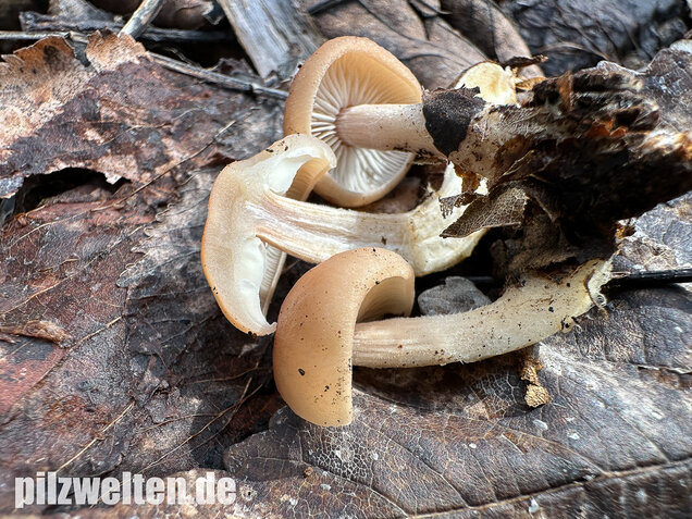 Striegeliger Rübling, Stinkender Frühlingsrübling, Gymnopus hariolorum