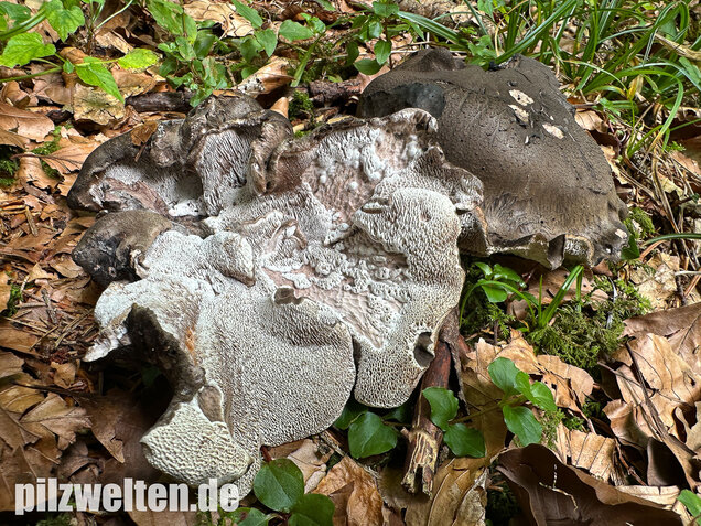 Schwarzweißer Rußporling, Boletopsis leucomelaena