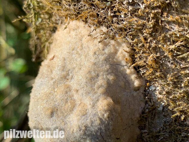 Stäublings-Schleimpilz, Enteridium lycoperdon