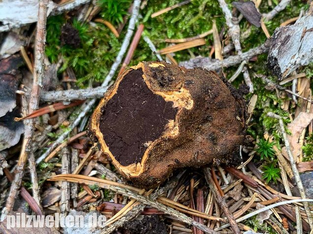 Warzige Hirschtrüffel, Elaphomyces granulatus