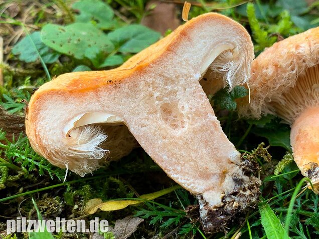 Zottiger Birkenmilchling, Lactarius torminosus