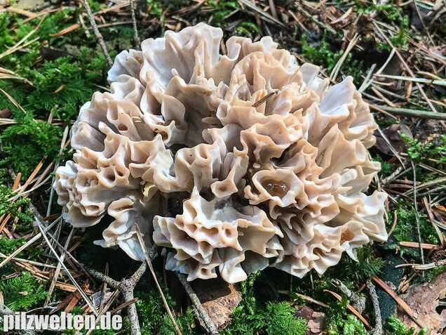 Breitblättrige Glucke, Sparassis brevipes