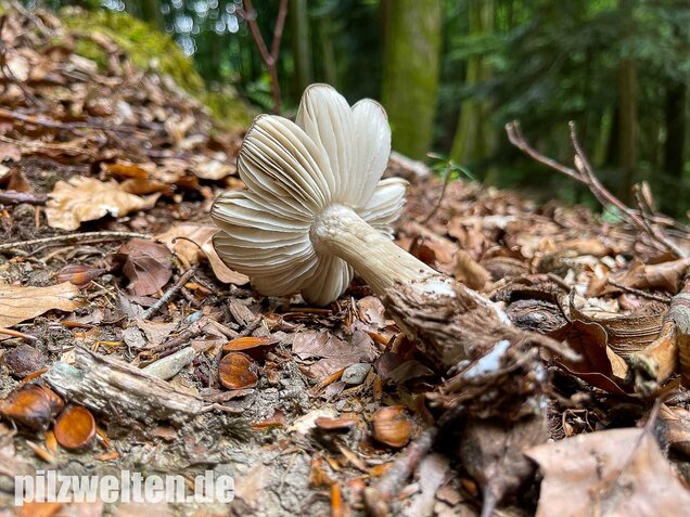 Breitblättriger Holzrübling, Megacollybia platyphylla