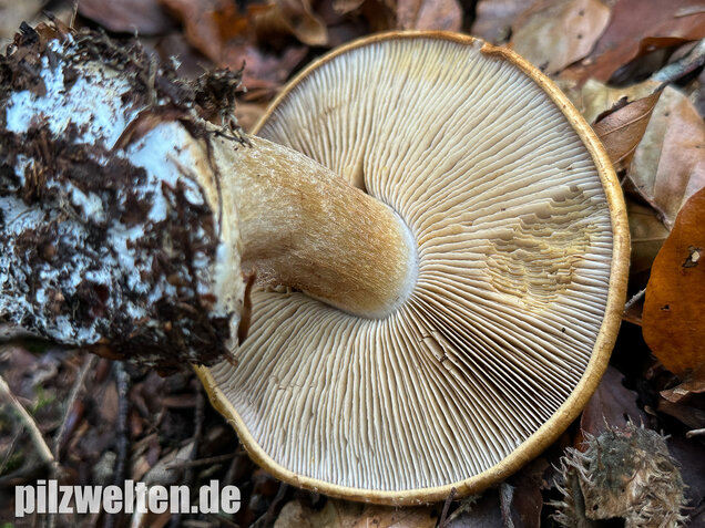 Breitknolliger Klumpfuß, Cortinarius saporatus