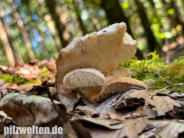 Dorniger Stachelbart, Hericium cirrhatum