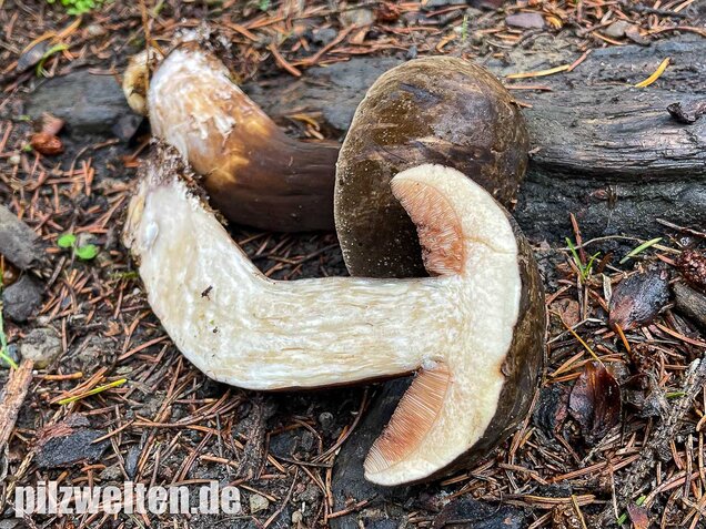 Düsterer Röhrling, Porphyrröhrling, Porphyrellus porphyrosporus