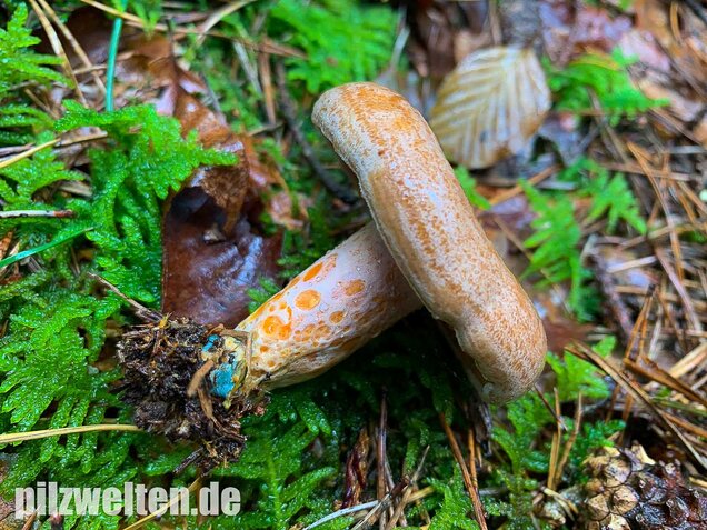 Edelreizker, Lactarius deliciosus