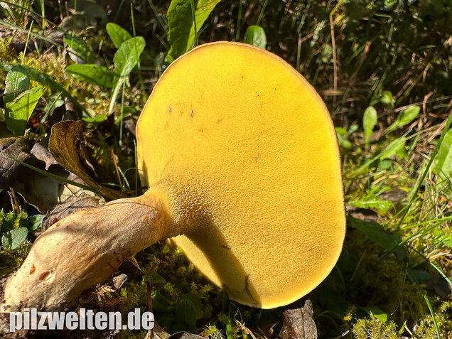 Erlengrübling, Gyrodon lividus