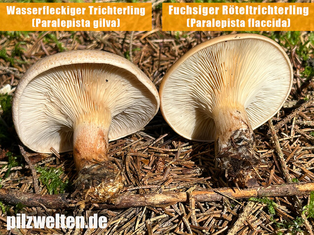 Wasserfleckiger Trichterling, Paralepista gilva