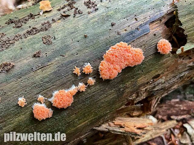 Fischeierschleimpilz, Tubifera ferruginosa