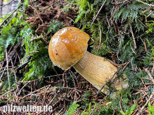 Gallenröhrling, Bitterling, Bitterpilz, Tylopilus felleus