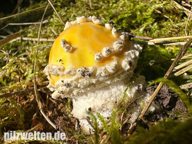 Gelber Fliegenpilz, Amanita muscaria var. formosa