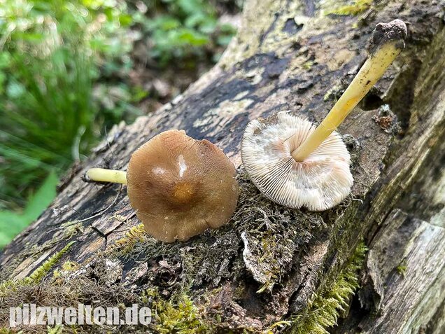 Gelbstieliger Dachpilz, Pluteus romellii