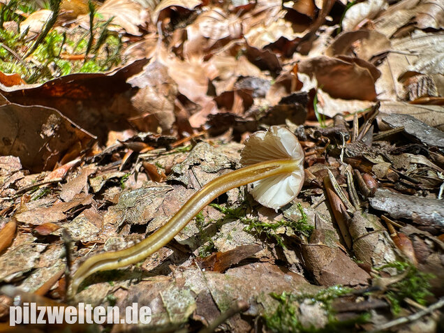 Gelbstieliger Nitrathelmling, Gelbfüßiger Nitrosehelmling, Mycena renati