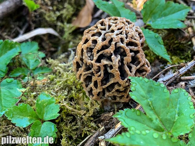 Graue Speisemorchel, Morchella vulgaris