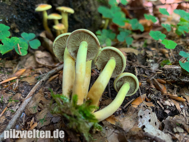 Grünblättriger Schwefelkopf, Hypholoma fasciculare
