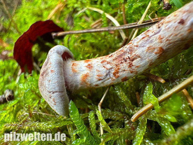 Kupferschuppiger Dickfuß, Cortinarius spilomeus
