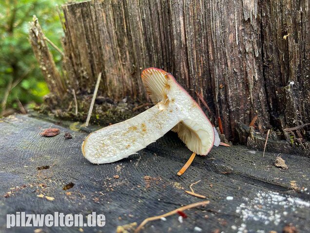 Lederstieltäubling, Russula viscida