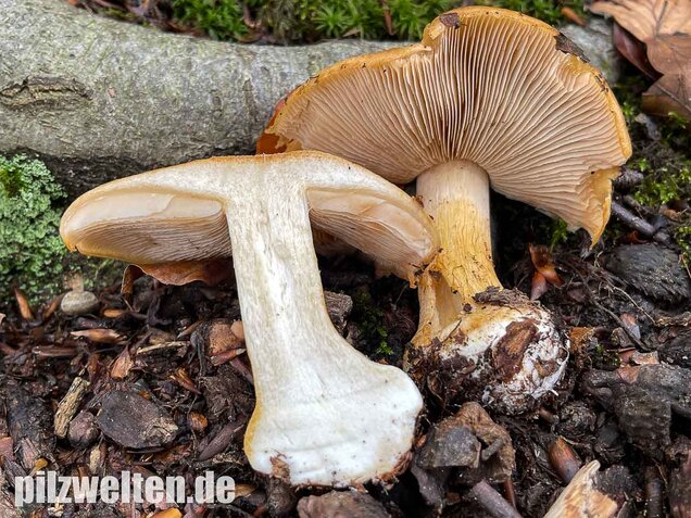 Sägeblättriger Klumpfuß, Cortinarius multiformis