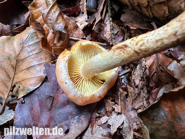 Safranroter Schüppling, Safranschüppling, Pyrrhulomyces astragalinus