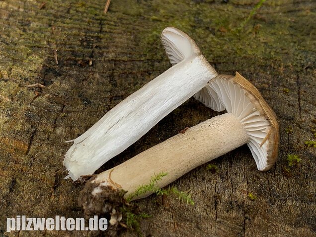 Schwarzpunktierter Schneckling, Hygrophorus pustulatus