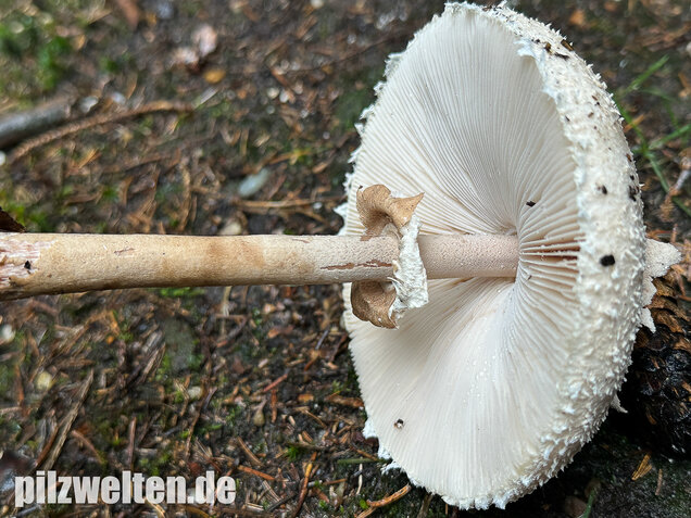 Sternschuppiger Riesenschirmling, Grobscholliger Riesenschirmling, Macrolepiota rhodosperma