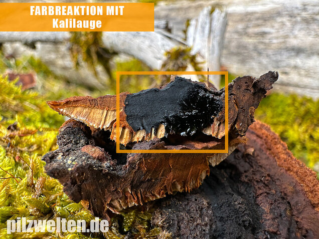 Tannenblättling, Gloeophyllum abietinum