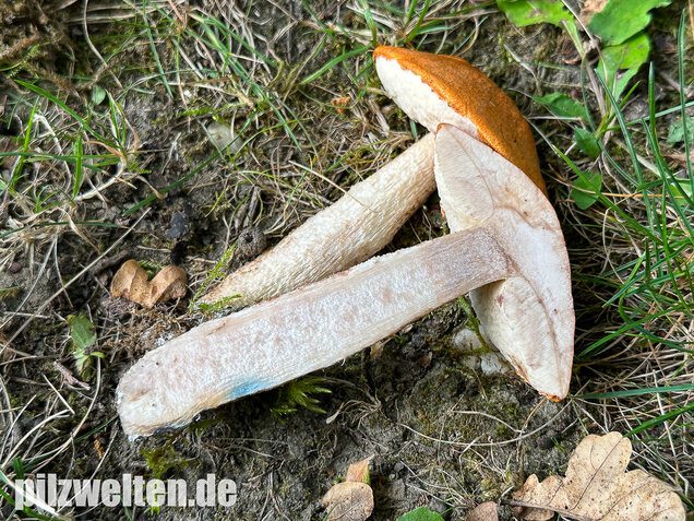 Weißstielige Rotkappe, Espenrotkappe, Leccinum leucopodium