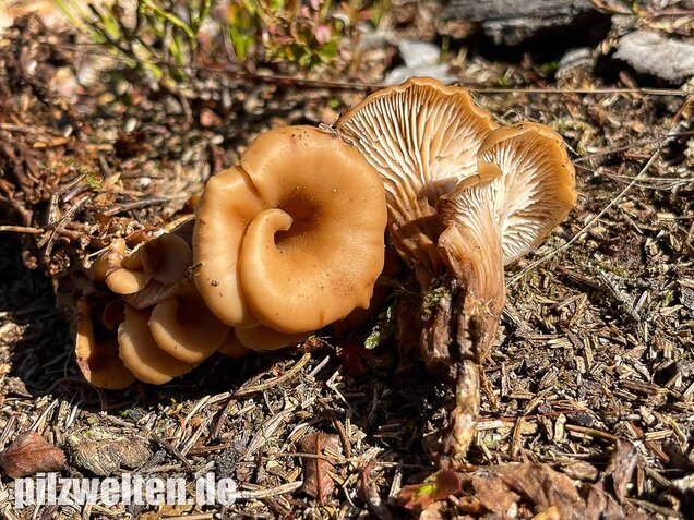 Aniszähling, Lentinellus cochleatus