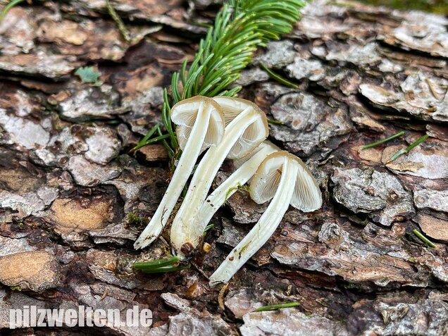 Behangener Faserling, Psathyrella candolleana