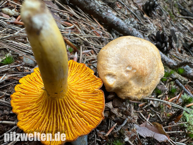 Bereifter Pfifferling, Blasser Nadelwaldpfifferling, Cantharellus subpruinosus