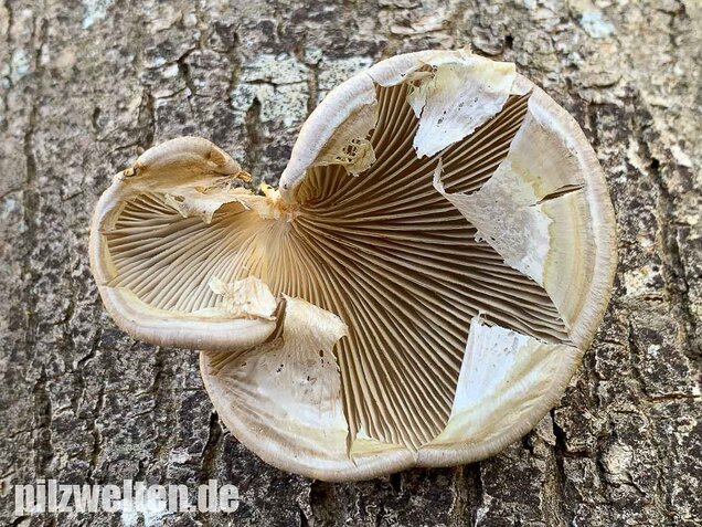 Beschleierter Pappel-Seitling, Pleurotus calyptratus