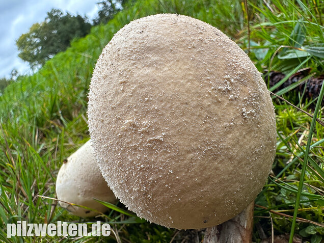 Beutelstäubling, Lycoperdon excipuliforme