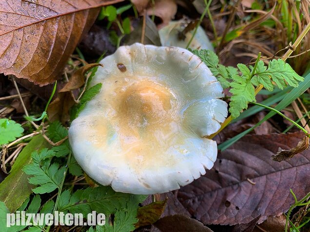 Blauer Träuschling, Stropharia caerulea