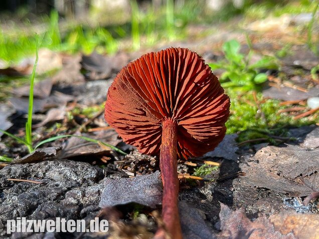 Blutroter Hautkopf, Cortinarius sanguineus