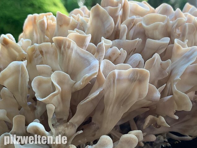 Breitblättrige Glucke, Sparassis brevipes