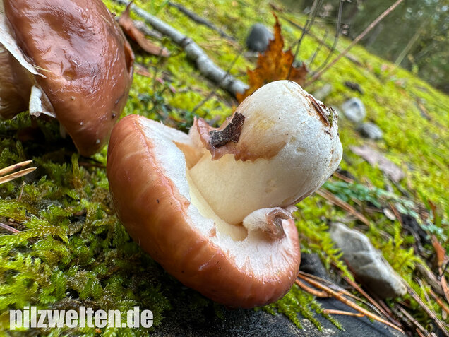 Butterpilz, Butterröhrling, Suillus luteus