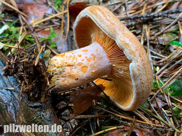Edelreizker, Lactarius deliciosus