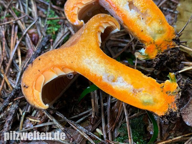 Edelreizker, Lactarius deliciosus