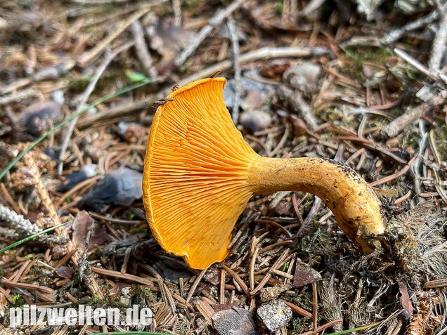 Falscher Pfifferling, Afterleistling, Hygrophoropsis aurantiaca