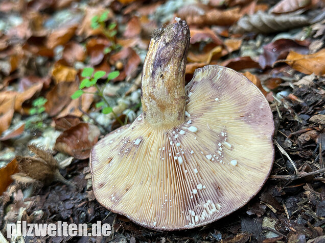 Gezonter Violettmilchling, Lactarius violascens